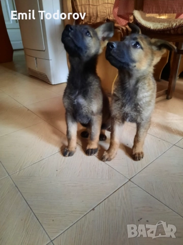 Немска овчарка -сивак, снимка 7 - Немска овчарка - 52423343