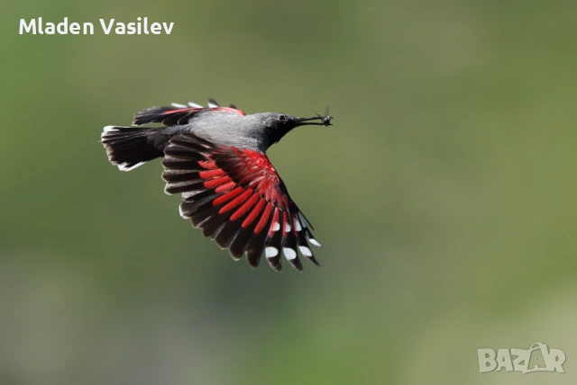 Дигитални авторски фотографии на природа(птици, бозайници, пеперуди, влечуги, земноводни и др.), снимка 13 - Други - 53943304