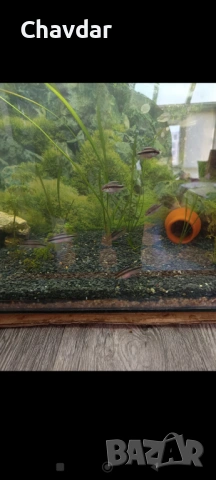 Крибензиси 