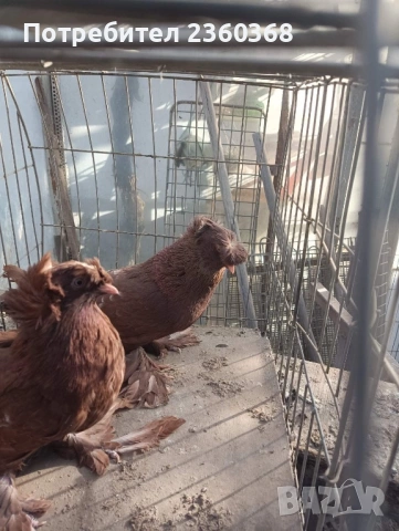 Динкеши и Бухари