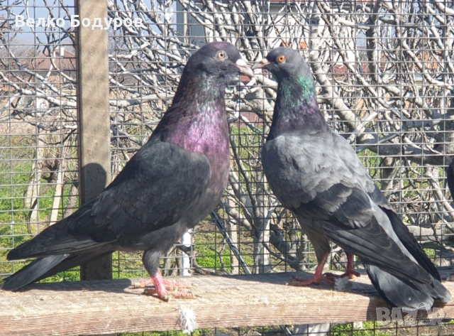 Пазарджишки високо летци. , снимка 4 - Гълъби - 52265511
