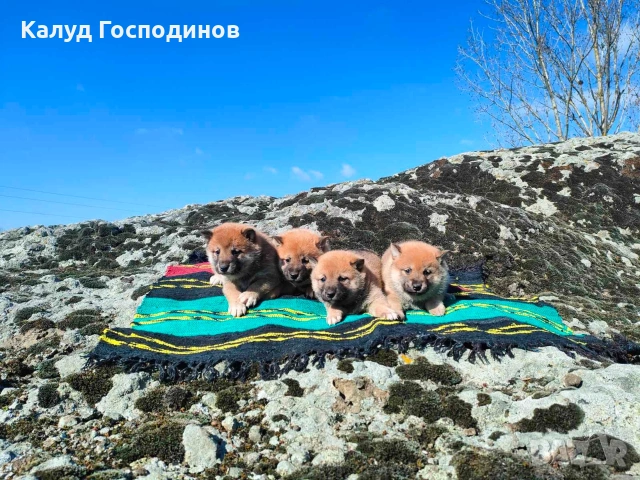 Продавам кученца Шиба Ину, снимка 7 - Шиба ину - 53659658