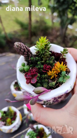 Гърнета аранжирани със сукуленти!, снимка 12 - Декорация за дома - 53206137