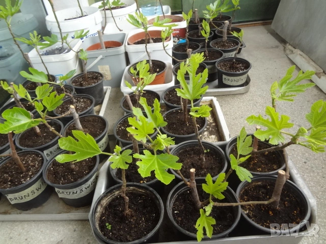 Смокини - 2 сорта - Блек Мишън и Брънсуик, снимка 5 - Разсади - 54092194