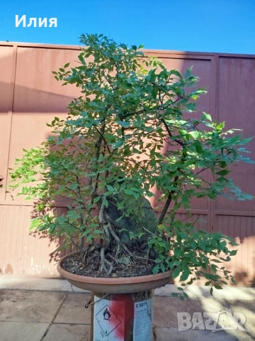 Бонсай заготовка тип гора от Бряст , снимка 5 - Градински цветя и растения - 51471172