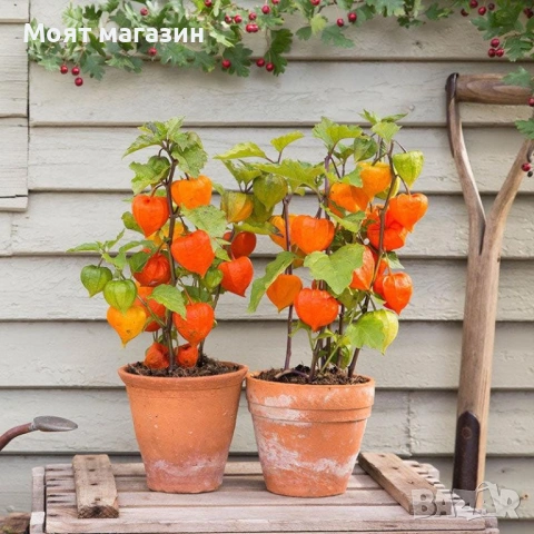 Физалис - physalis, снимка 10 - Градински цветя и растения - 53650459