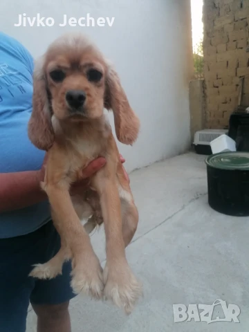 Кокер шпаньол , снимка 1