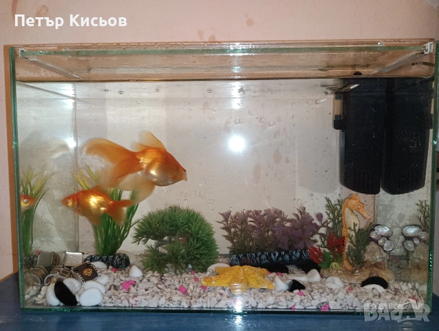златни рибки с аквариум , снимка 2 - Рибки - 53597689