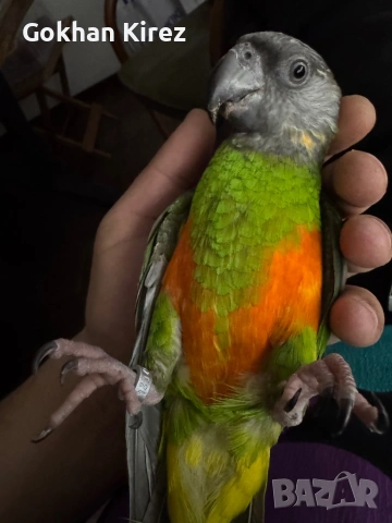 Папагали Сенегалски 