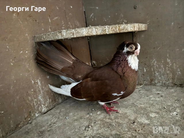 Благоевградски качулат , снимка 3 - Гълъби - 53142333