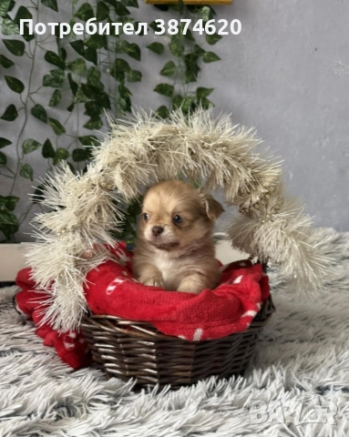 чихуахуа момченца