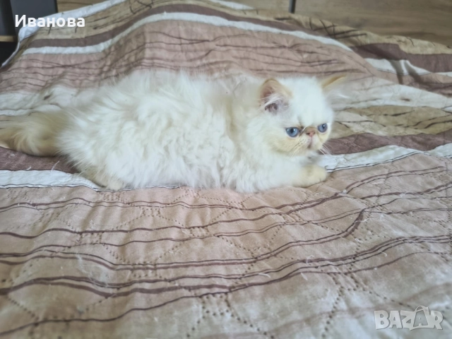 Персийско коте, снимка 1