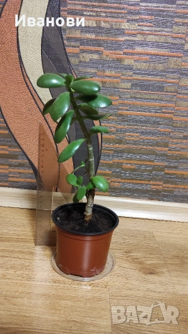 Продавам „Дървото на живота“ – красиво, лесно за отглеждане и носи уют! , снимка 2 - Стайни растения - 54221471