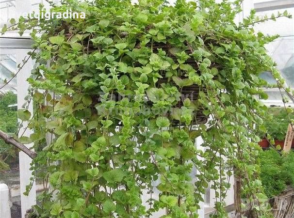 Satureja douglasii Indian Mint(Ментова чубрица), снимка 1 - Градински цветя и растения - 46113239