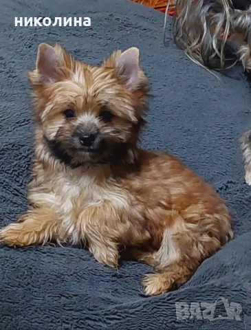 Йоркширски териер , снимка 4 - Йоркширски териер - 53417692