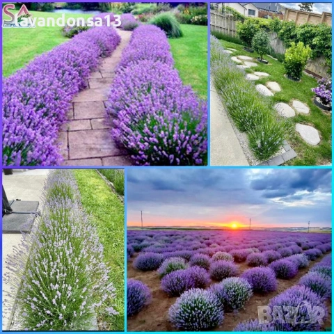 Лавровишна – Вечнозелен Храст за Жив Плет | В Контейнери, снимка 14 - Градински цветя и растения - 42641155