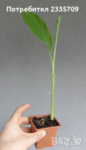 Куркума - за подправка, снимка 3 - Стайни растения - 53837994