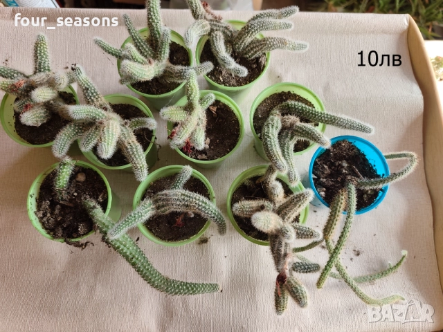 Кактуси, снимка 13 - Градински цветя и растения - 51905969