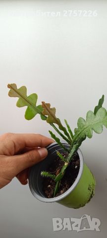 Epiphyllum anguliger , снимка 2 - Стайни растения - 45321652