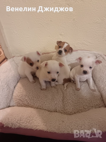 Чихоа, снимка 6 - Чихуахуа - 52653337