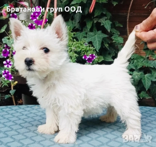 Уест Хайленд Уайт териер-Уести