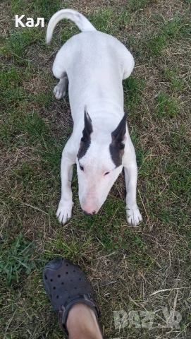 Бултериер , снимка 2 - Бултериер - 50586052