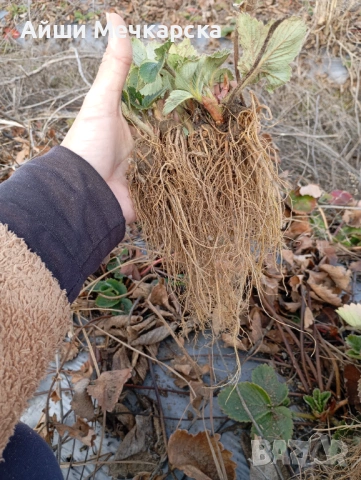 Продавам разсад ягоди сорт Алба., снимка 4 - Разсади - 51310162