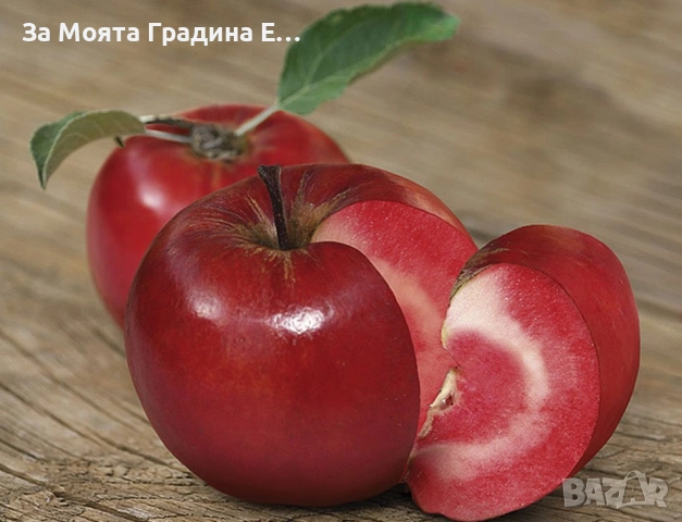 Ябълка - Red Love sirena, снимка 2 - Градински цветя и растения - 53620152