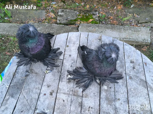 Бухари , снимка 11 - Гълъби - 48210642