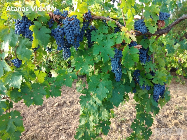 Продавам грозде каберне совиньон и Ркацители отлично качество на гроздето област Пловдив село с.  Мъ, снимка 1