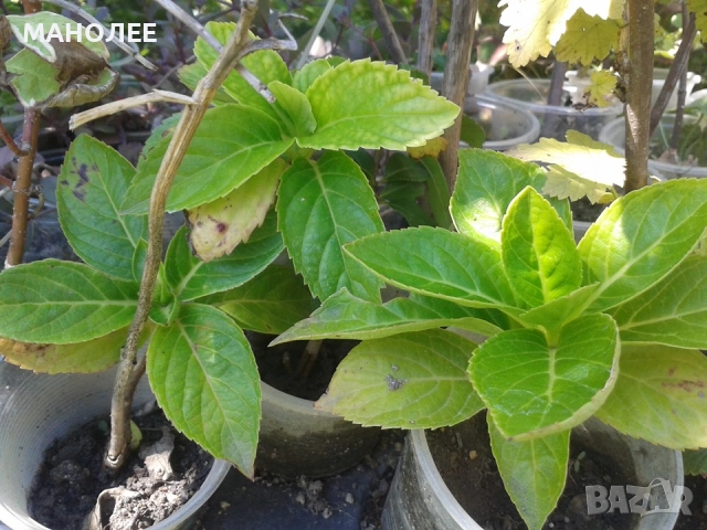 хортензия  - 2 цвята, снимка 3 - Градински цветя и растения - 52695676