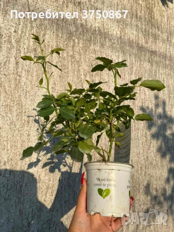 🌹 РОЗА 🌹Gpt RIMOSA® (Gold Bunny®) Meigro-Nurisar, снимка 5 - Градински цветя и растения - 51183293