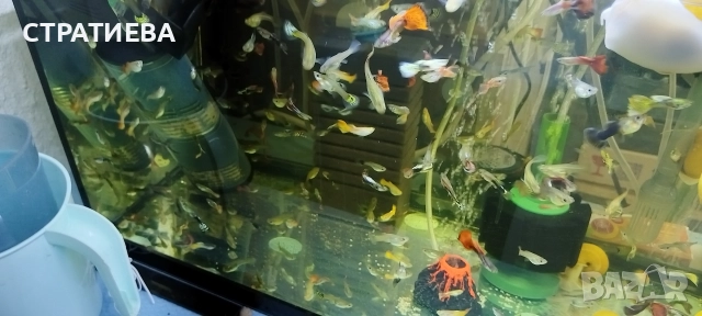 Гупи отглеждани в домашни условия., снимка 17 - Рибки - 50004944