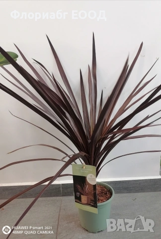 💥ПРОМО КОМПЛЕКТ💥, снимка 2 - Стайни растения - 53389780