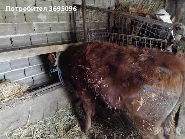 Продавам две телета мъжки , снимка 4 - Крави - 54182485