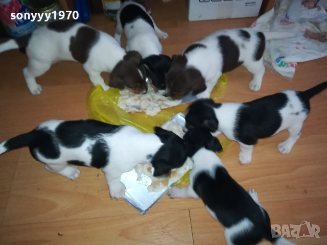 джак ръсел-кученце по избор 250лв за брой 1809250756, снимка 3 - Джак ръсел териер - 51752344