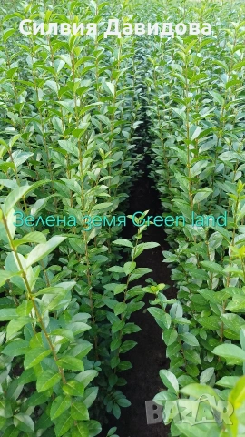 Лигуструм на гол корен, снимка 15 - Градински цветя и растения - 52189521