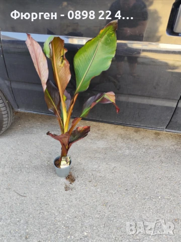 Банановото дърво на Абисиния - Червен Банан  или етиопски банан, снимка 2 - Разсади - 51148767