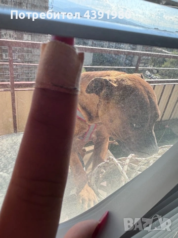 Питбул на 1 година , снимка 2 - Питбул - 54298727