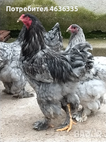 Синя Брама, снимка 3 - Кокошки и пуйки - 53052616