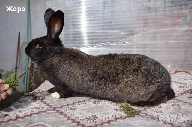 Зайци за разплод, снимка 3 - Други животни - 53611714