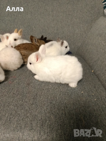Голландско джуджета , снимка 9 - Декоративни зайчета - 53435254