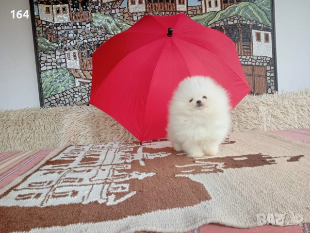 Померан. Реални снимки от 04.04.26 г. , снимка 2 - Померан - 54126729