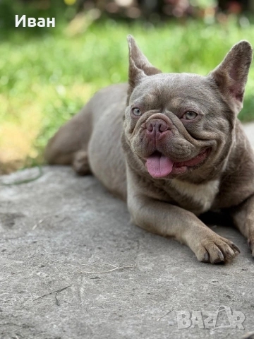Френски Булдог, снимка 2 - Френски булдог - 53140630