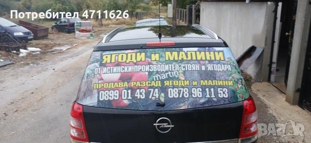 Разсад ягоди и малини 