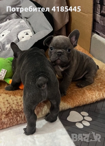 Френски булдог - МЪЖКИ, снимка 8 - Френски булдог - 53053018