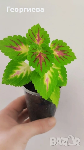 разменям, снимка 8 - Стайни растения - 51295902