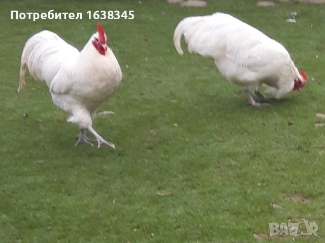 Петли Австралорп , снимка 3 - Кокошки и пуйки - 52771283