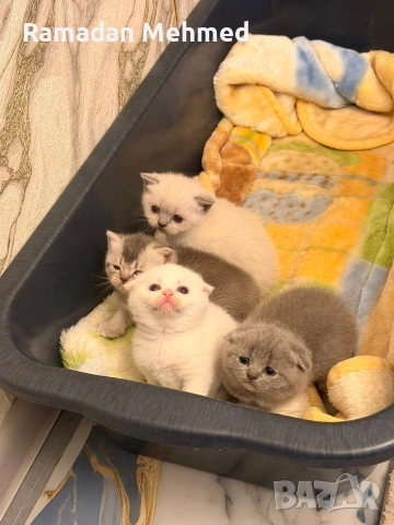 Британски късокосместа и шотландски клепоухи, снимка 5 - Британска късокосместа - 53698757