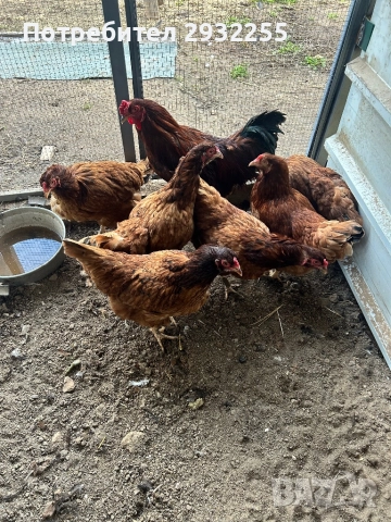 Ексели , снимка 3 - Кокошки и пуйки - 52901821
